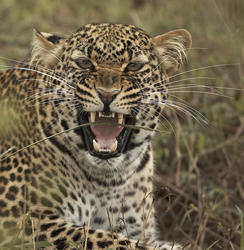 Leopard snarl